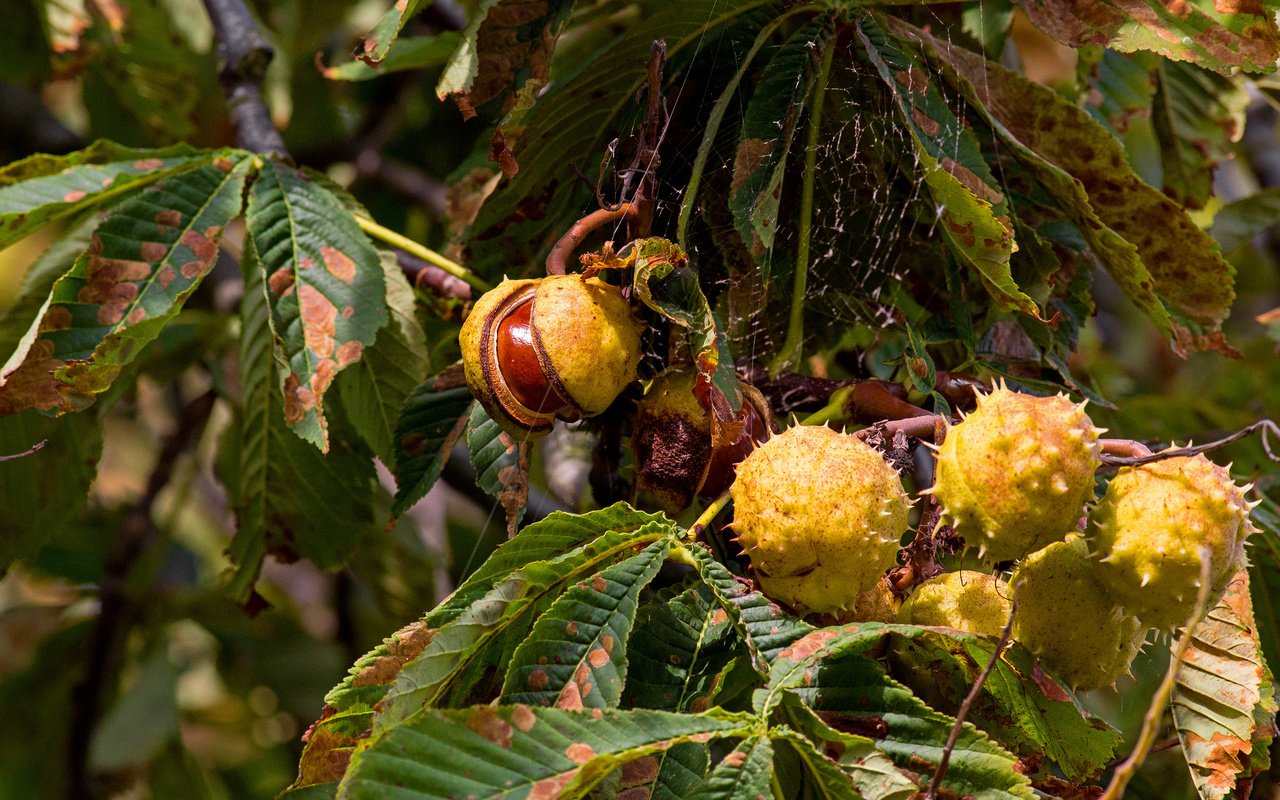 Обои дерево, осень, каштаны, tree, autumn, chestnuts разрешение 2048x1375 Загрузить