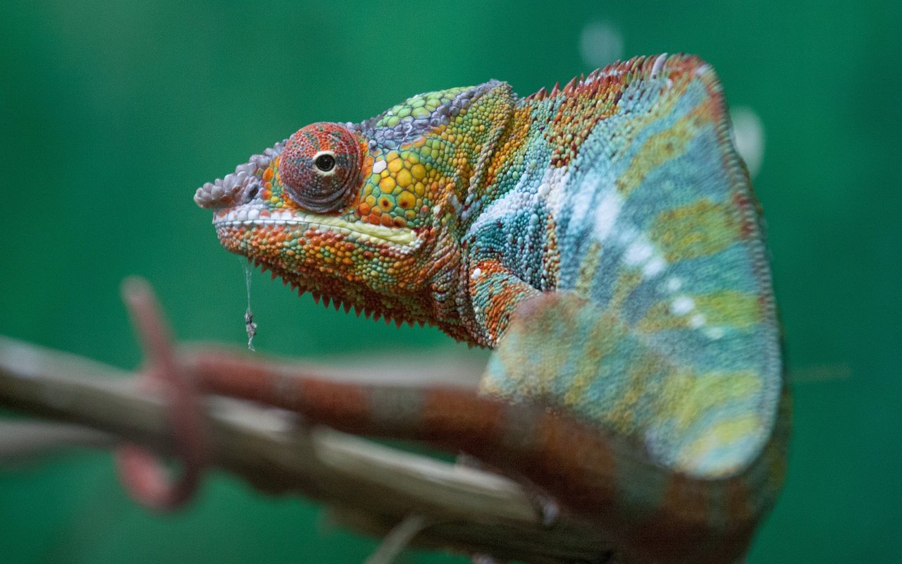 Обои разноцветный, ящерица, хамелеон, хамелион, colorful, lizard, chameleon разрешение 2048x1365 Загрузить