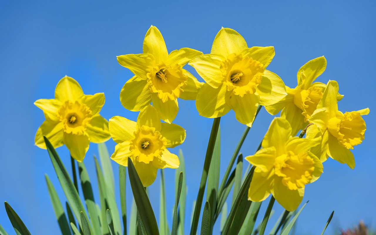 Обои небо, цветы, нарциссы, желтые, the sky, flowers, daffodils, yellow разрешение 4928x3280 Загрузить
