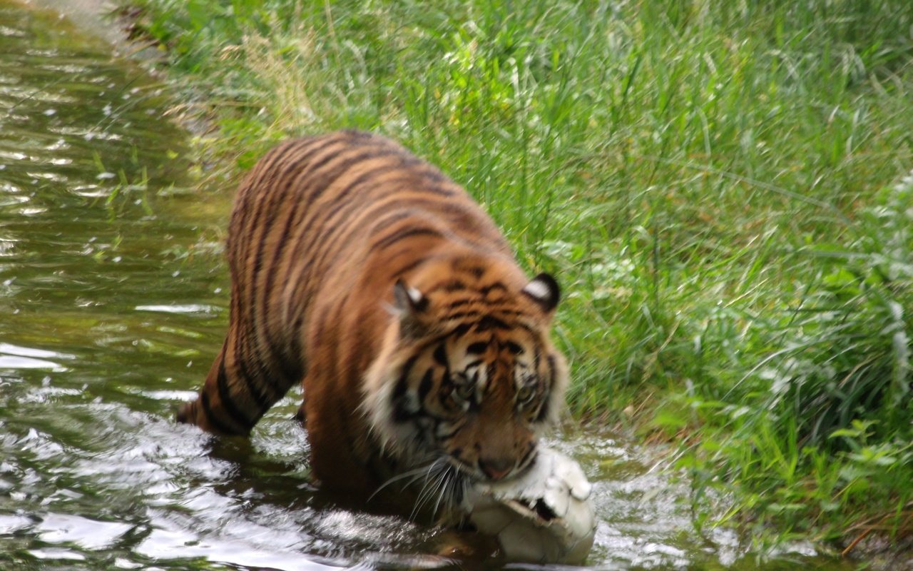 Обои тигр, хищник, германия, зоопарк, augsburg, tiger, predator, germany, zoo разрешение 1920x1440 Загрузить