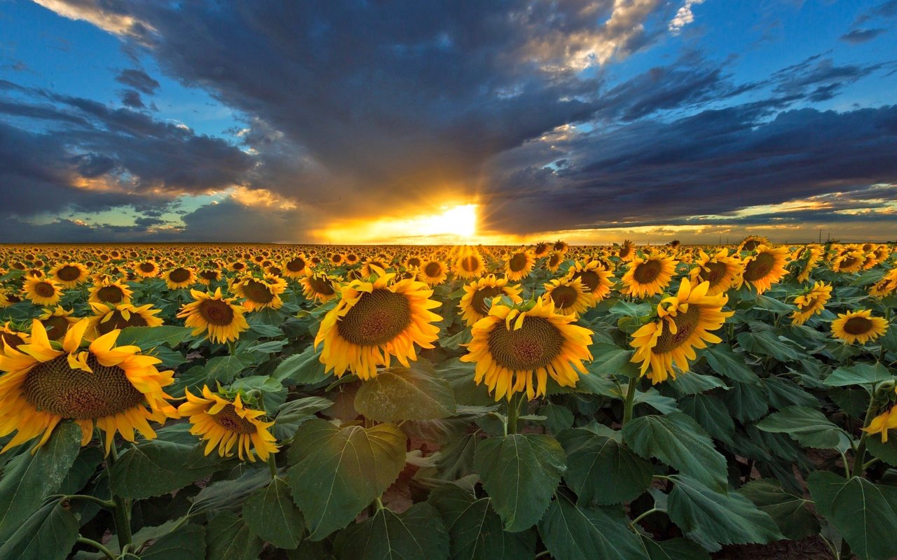 Обои небо, природа, закат, тучи, подсолнухи, the sky, nature, sunset, clouds, sunflowers разрешение 2048x1366 Загрузить