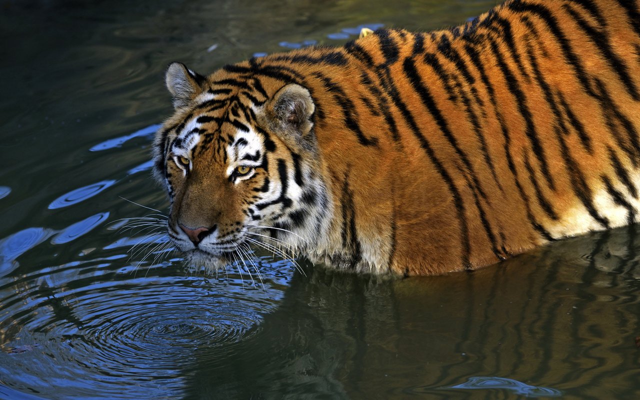 Обои тигр, водоем, хищник, амурский, tiger, pond, predator, amur разрешение 1920x1281 Загрузить