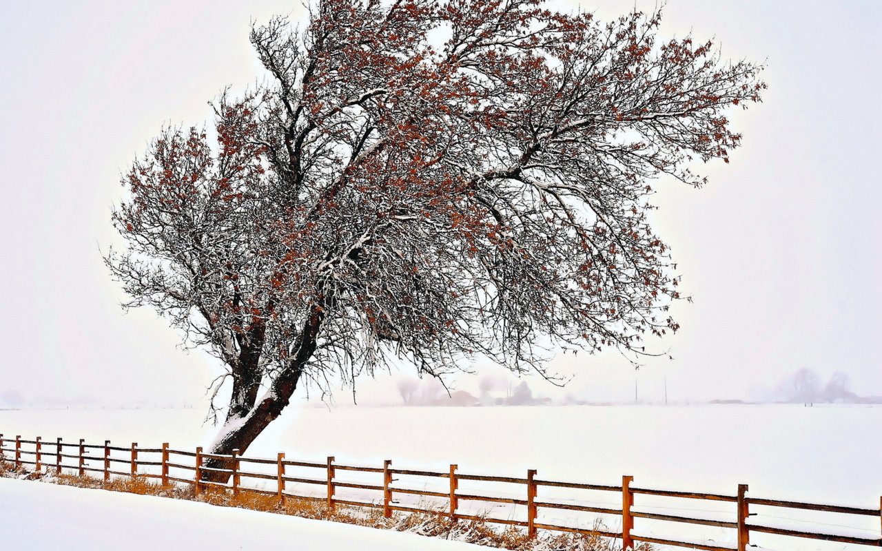 Обои снег, природа, дерево, зима, забор, snow, nature, tree, winter, the fence разрешение 1920x1200 Загрузить