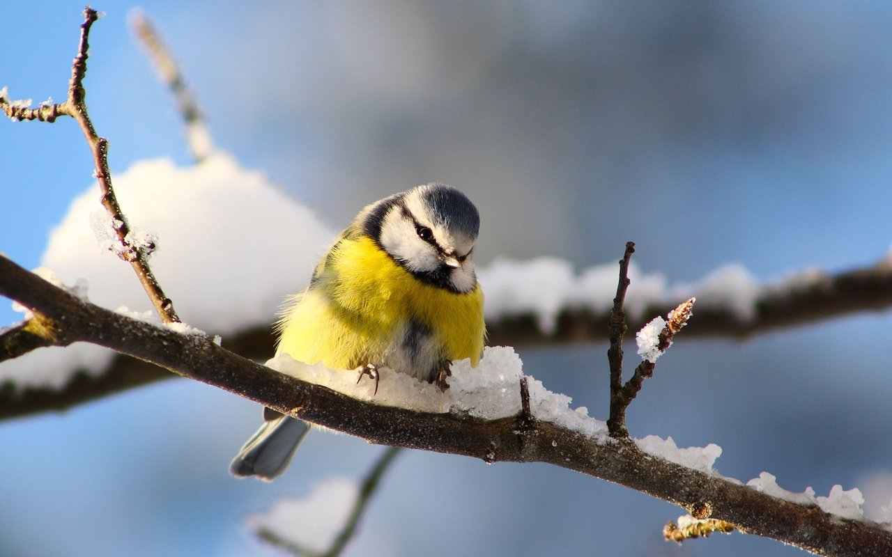 Обои снег, ветки, птицы, синица, snow, branches, birds, tit разрешение 2560x1600 Загрузить