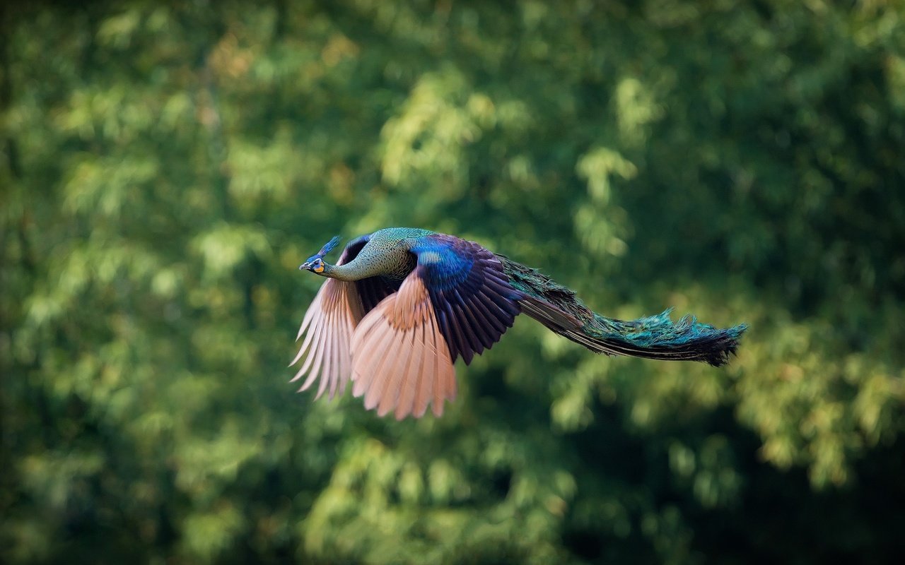 Обои природа, фон, полет, птицы, павлин, nature, background, flight, birds, peacock разрешение 2000x1319 Загрузить