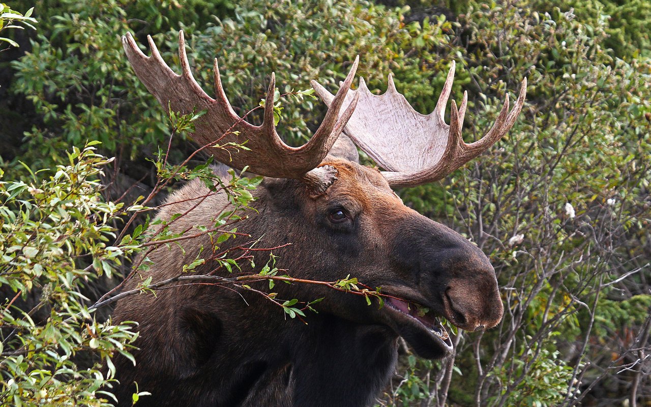 Обои природа, листья, кусты, рога, лось, nature, leaves, the bushes, horns, moose разрешение 2048x1367 Загрузить