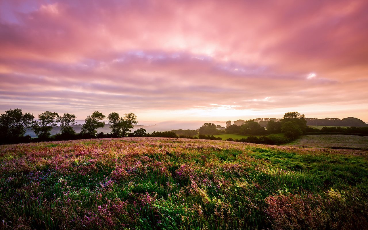 Обои цветы, пейзаж, поле, луг, англия, flowers, landscape, field, meadow, england разрешение 1920x1200 Загрузить