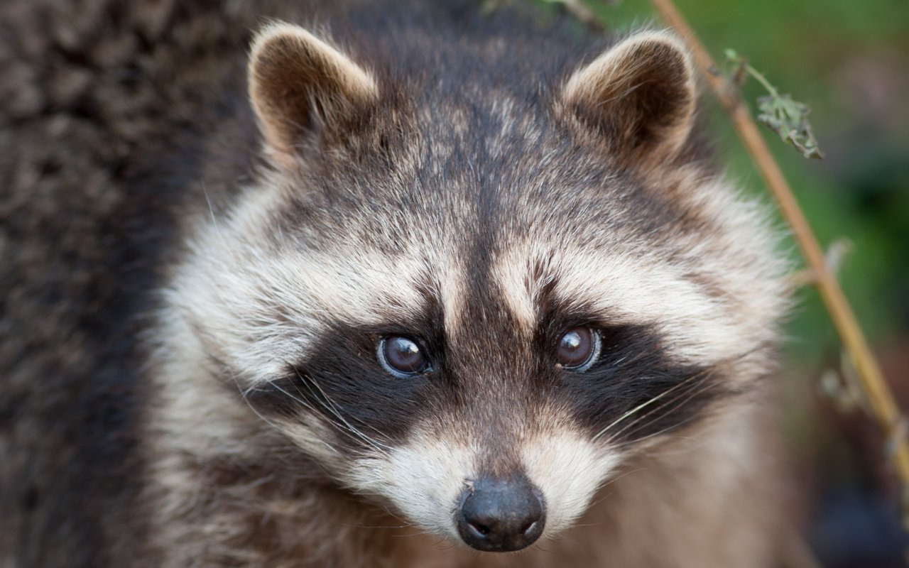 Обои морда, взгляд, енот, face, look, raccoon разрешение 3888x2592 Загрузить