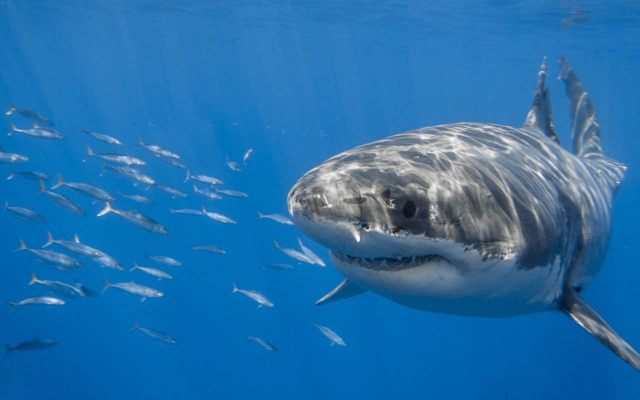 Обои океан, акула, подводный мир, the ocean, shark, underwater world разрешение 2560x1707 Загрузить