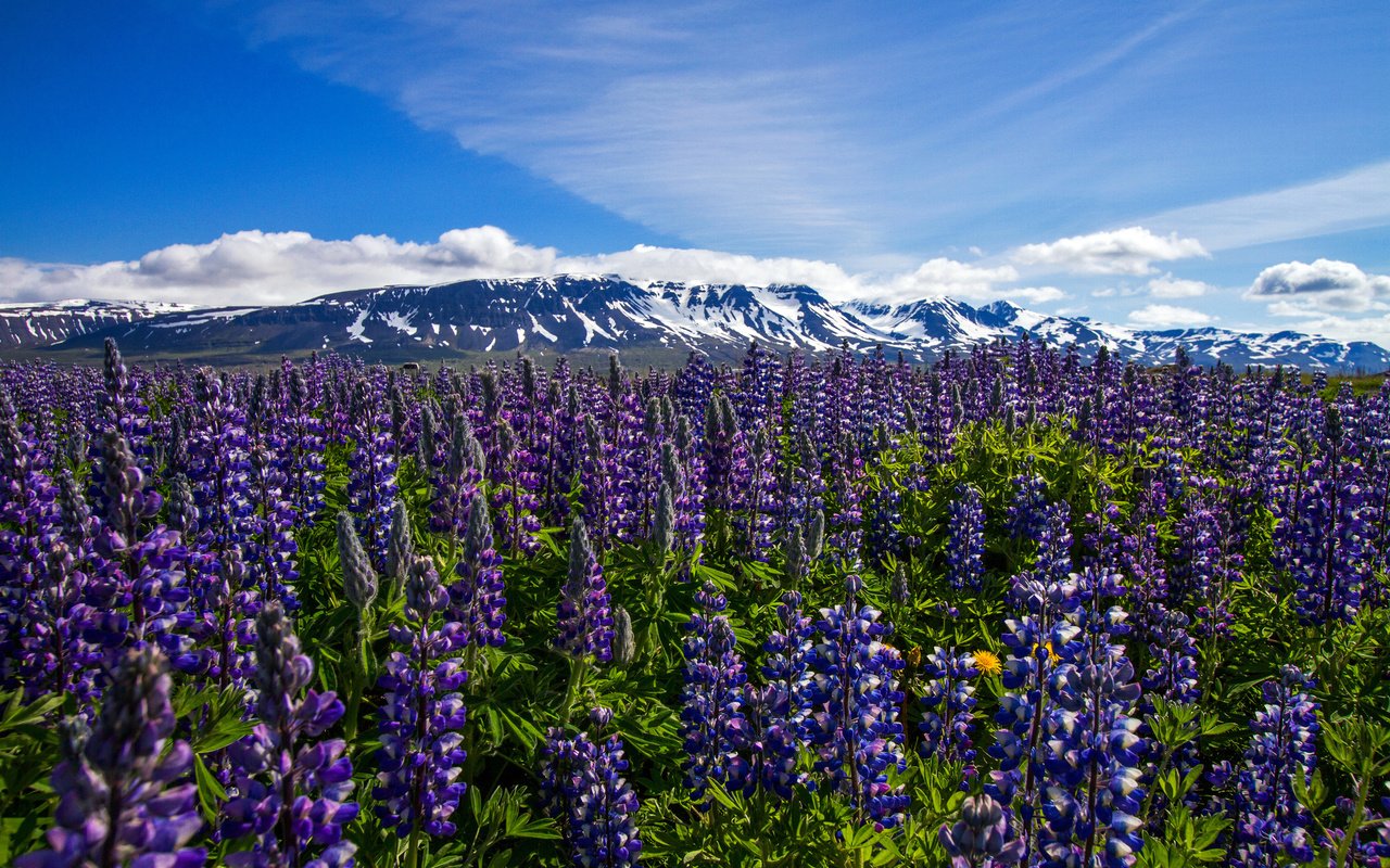 Обои цветы, горы, луг, исландия, flowers, mountains, meadow, iceland разрешение 2048x1365 Загрузить