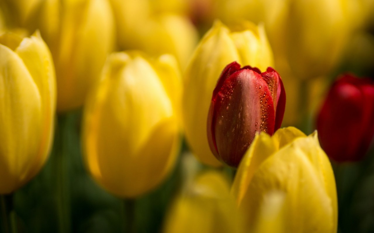 Обои цветы, бутоны, макро, лепестки, весна, тюльпаны, flowers, buds, macro, petals, spring, tulips разрешение 2560x1601 Загрузить