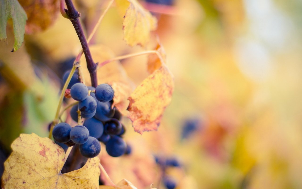 Обои листья, виноград, осень, leaves, grapes, autumn разрешение 1920x1080 Загрузить