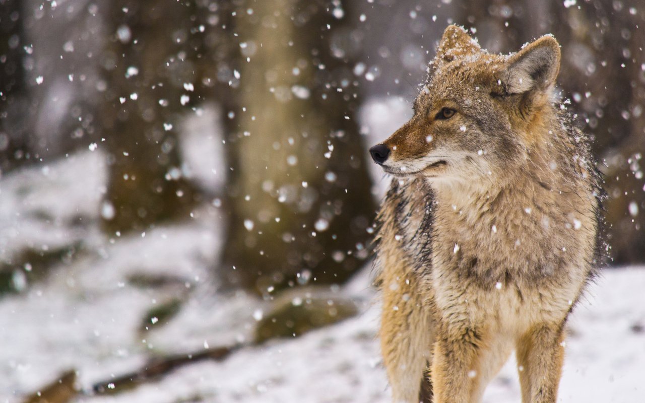 Обои снег, койот, луговой волк, snow, coyote, meadow wolf разрешение 2048x1177 Загрузить