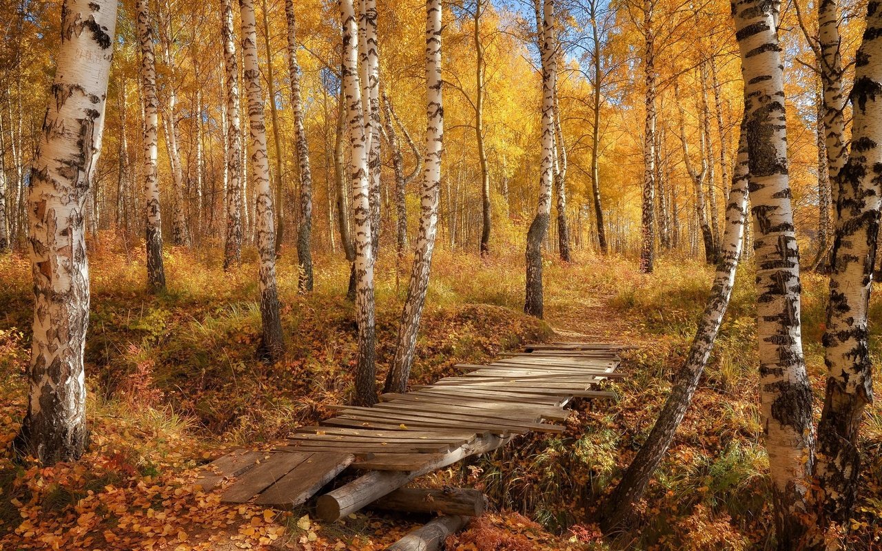 Обои березы, осень, тропа, birch, autumn, trail разрешение 1920x1200 Загрузить