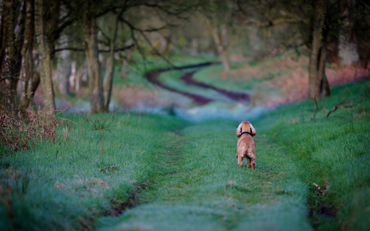 Обои дорога, трава, деревья, собака, кокер-спаниель, road, grass, trees, dog, cocker spaniel разрешение 2560x1600 Загрузить