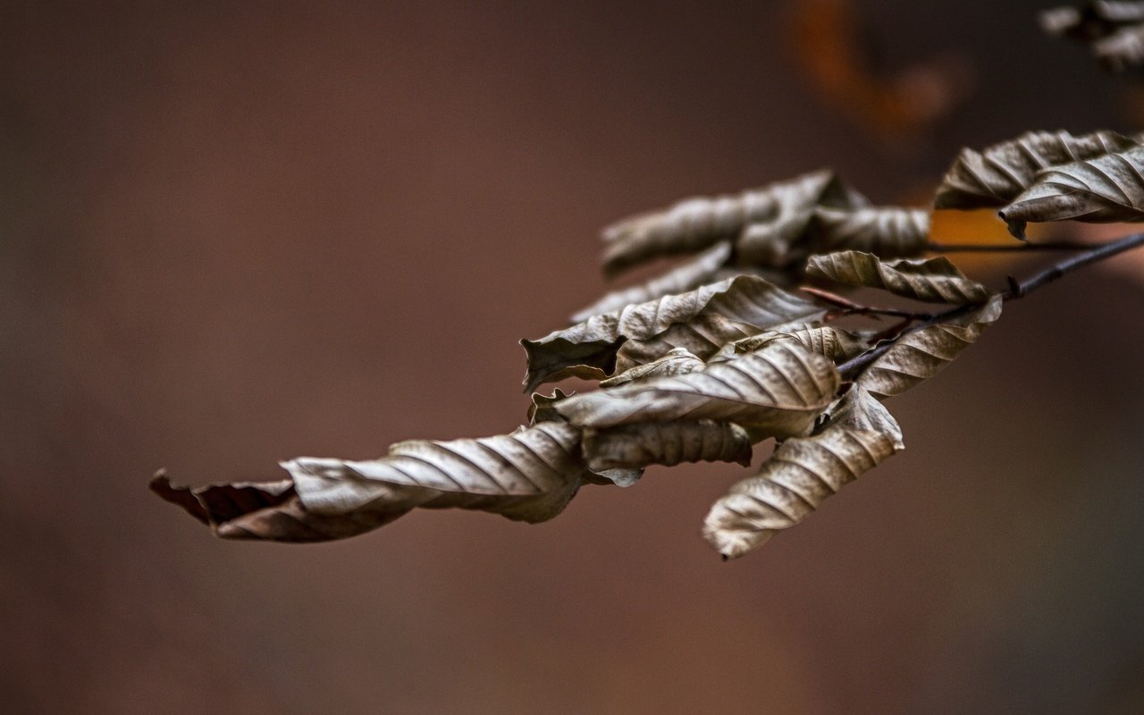 Обои ветка, природа, листья, макро, осень, сухие, branch, nature, leaves, macro, autumn, dry разрешение 2592x1728 Загрузить