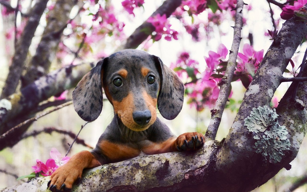 Обои взгляд, собака, весна, такса, цветущее дерево, look, dog, spring, dachshund, flowering tree разрешение 2048x1383 Загрузить