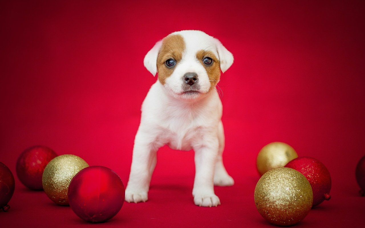 Обои шары, фон, собака, щенок, праздник, джек-рассел -терьер, balls, background, dog, puppy, holiday, jack russell terrier разрешение 2560x1600 Загрузить