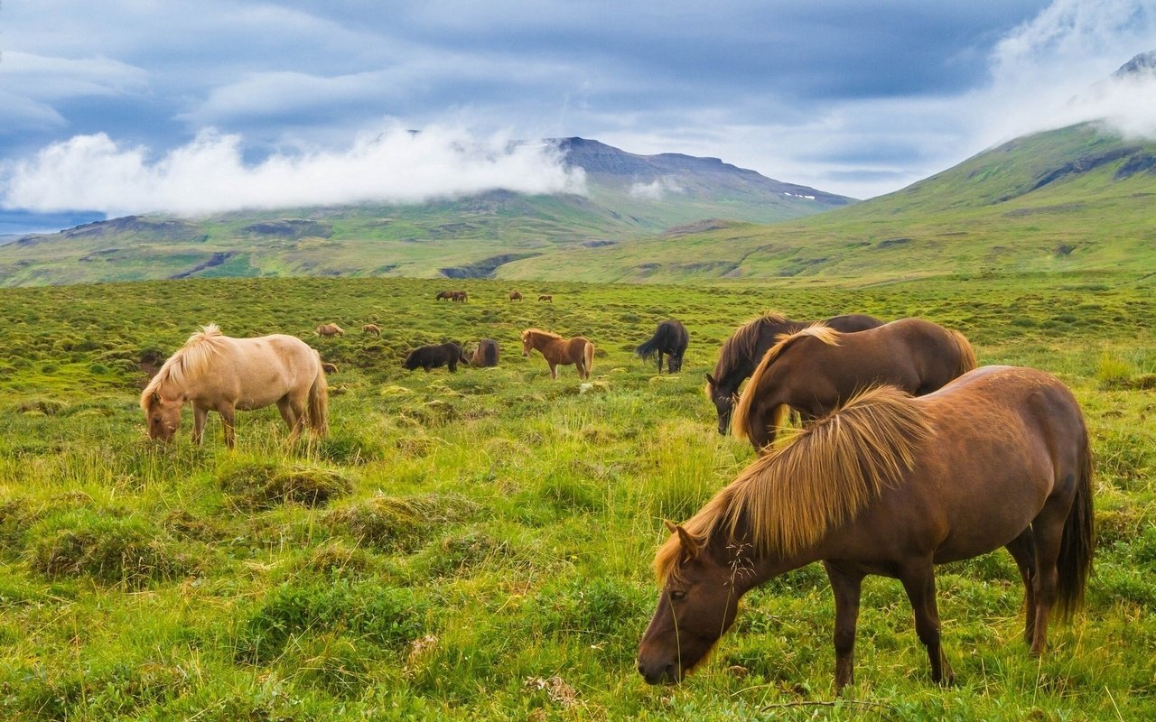 Обои горы, луг, лошади, кони, исландия, исландские лошади, mountains, meadow, horse, horses, iceland, icelandic horses разрешение 1920x1279 Загрузить