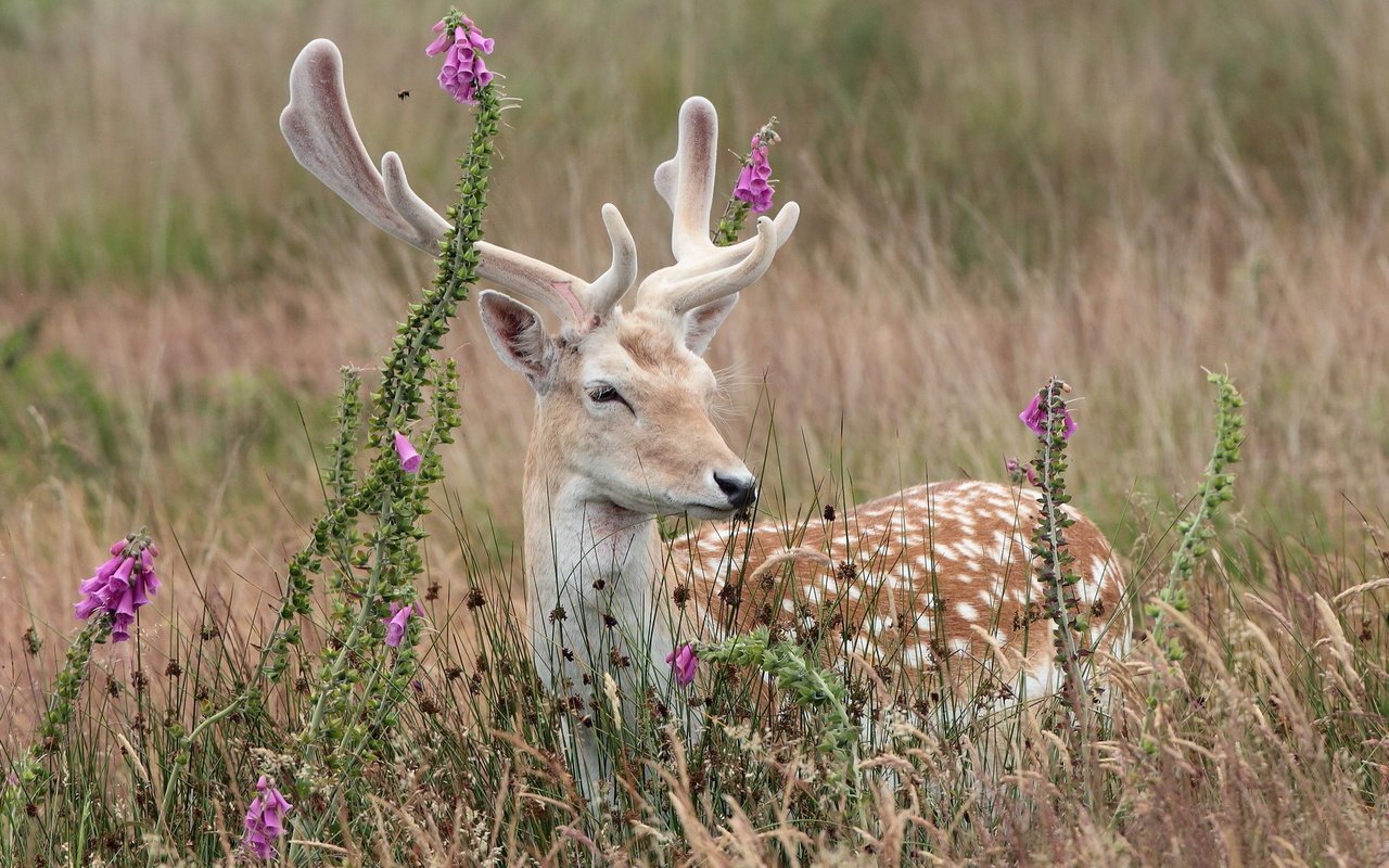 Обои цветы, трава, природа, олень, рога, flowers, grass, nature, deer, horns разрешение 1920x1280 Загрузить