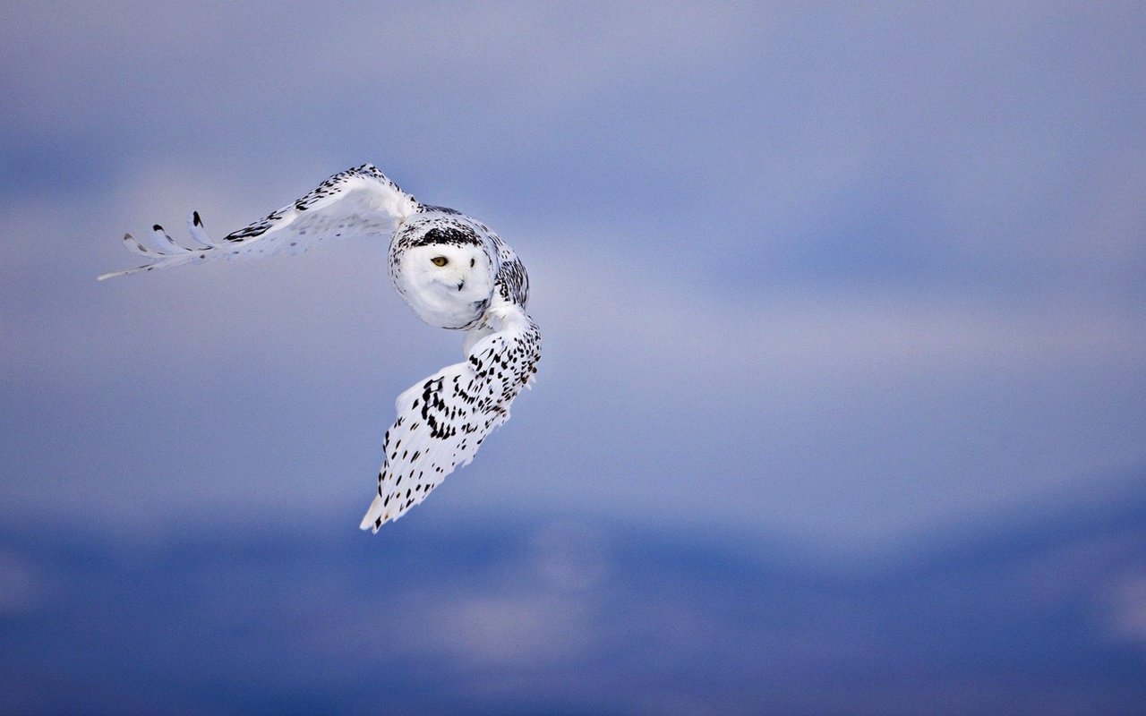 Обои сова, полет, птицы, белая, полярная, owl, flight, birds, white, polar разрешение 2880x1800 Загрузить