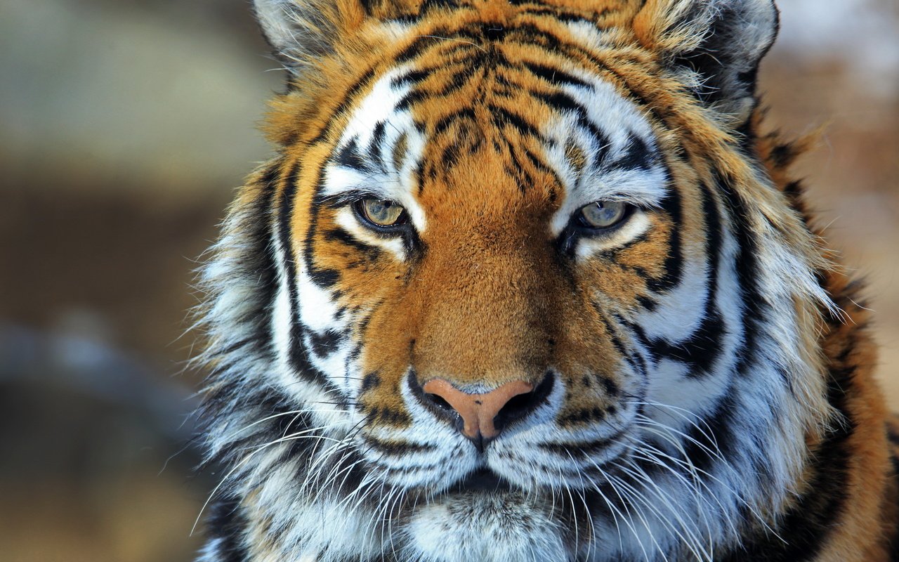 Обои тигр, морда, хищник, амурский, амурский тигр, tiger, face, predator, amur, the amur tiger разрешение 2560x1707 Загрузить