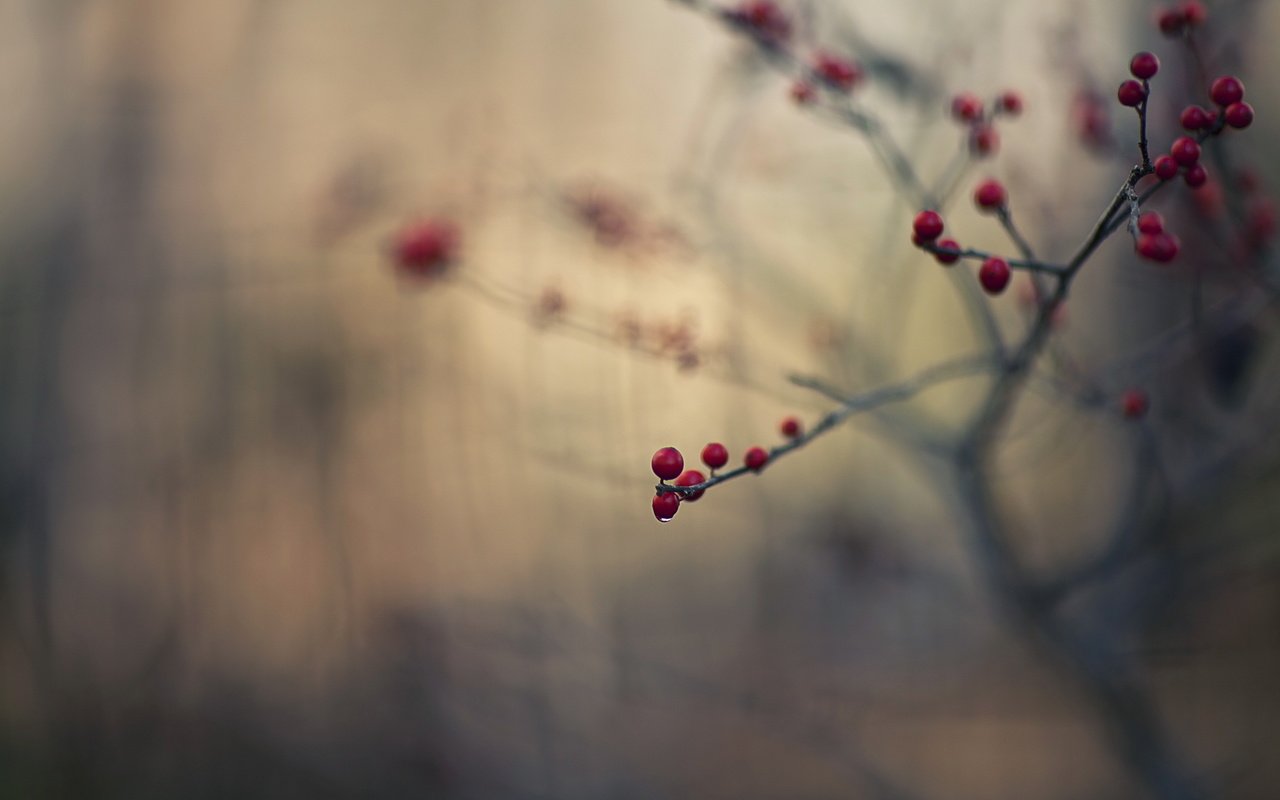 Обои ветка, природа, макро, капля, ягоды, плоды, branch, nature, macro, drop, berries, fruit разрешение 2560x1707 Загрузить