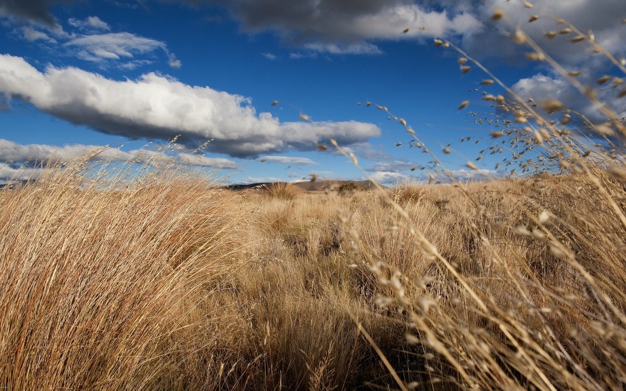 Обои небо, трава, облака, природа, пейзаж, поле, сухая трава, the sky, grass, clouds, nature, landscape, field, dry grass разрешение 1920x1200 Загрузить