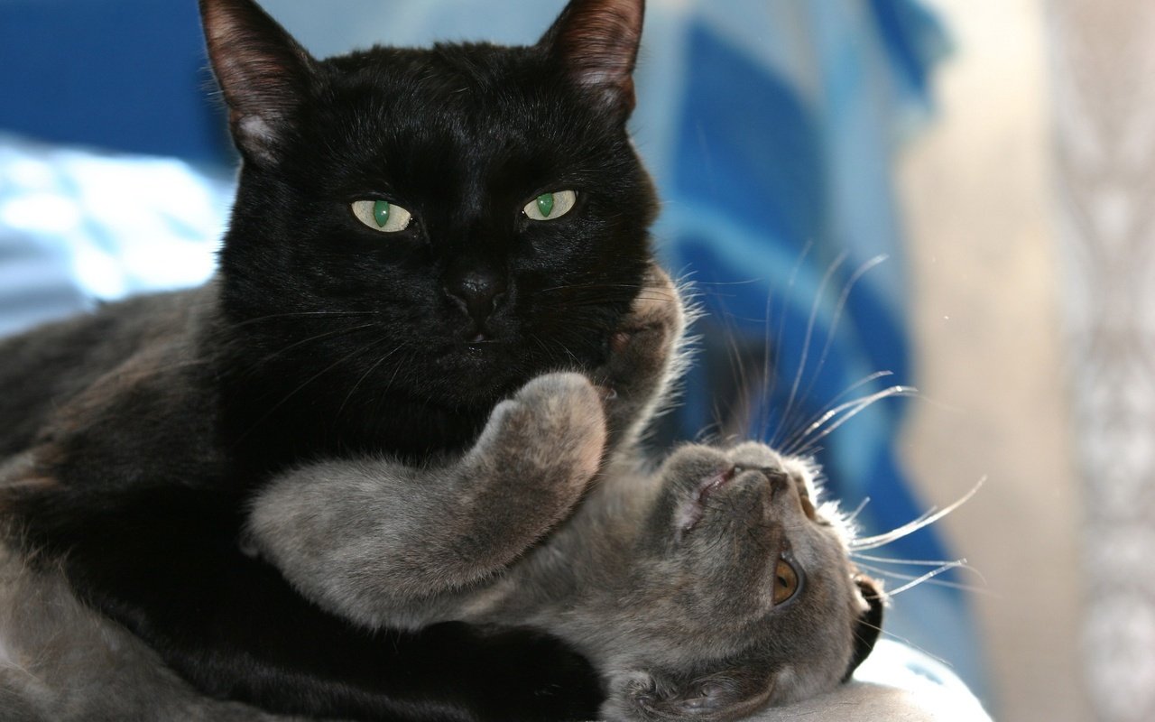 Обои кот, кошка, любовь, кошки, игры, объятия, черный кот, cat, love, cats, game, hugs, black cat разрешение 2560x1600 Загрузить