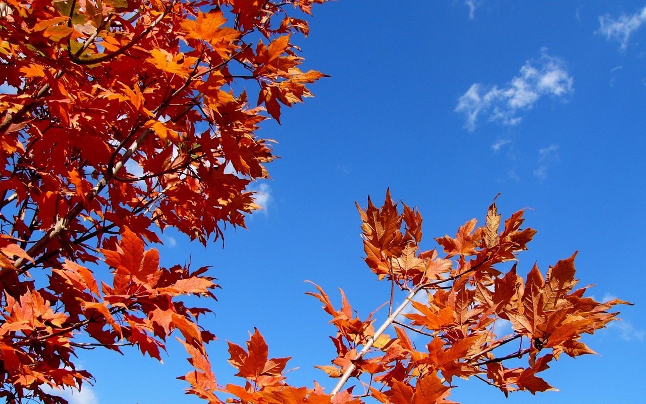 Обои небо, листья, ветки, осень, the sky, leaves, branches, autumn разрешение 1920x1200 Загрузить