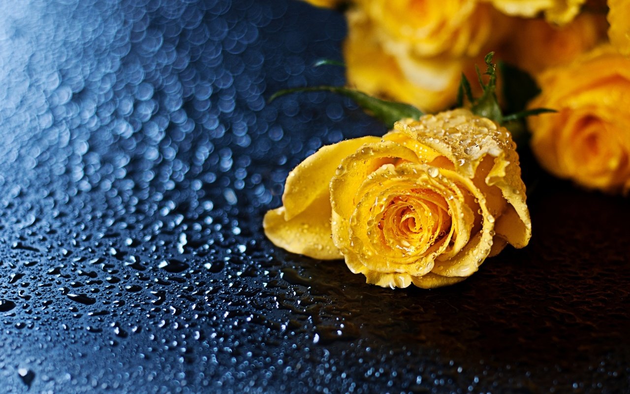 Обои желтый, макро, цветок, капли, роза, yellow, macro, flower, drops, rose разрешение 2560x1600 Загрузить