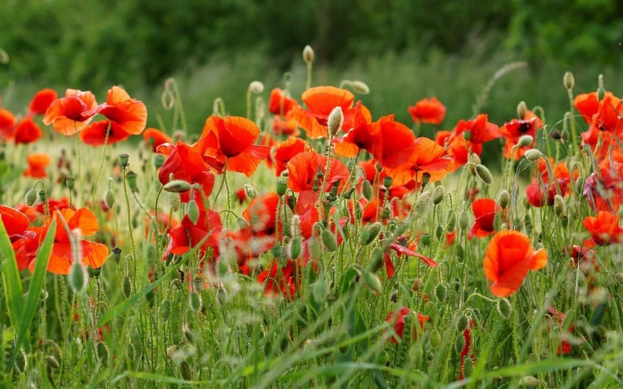 Обои цветы, поле, лето, красные, маки, flowers, field, summer, red, maki разрешение 1920x1200 Загрузить