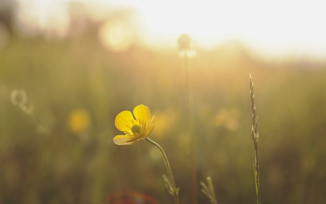 Обои солнце, природа, желтый, лучи, цветок, луг, the sun, nature, yellow, rays, flower, meadow разрешение 2048x1360 Загрузить