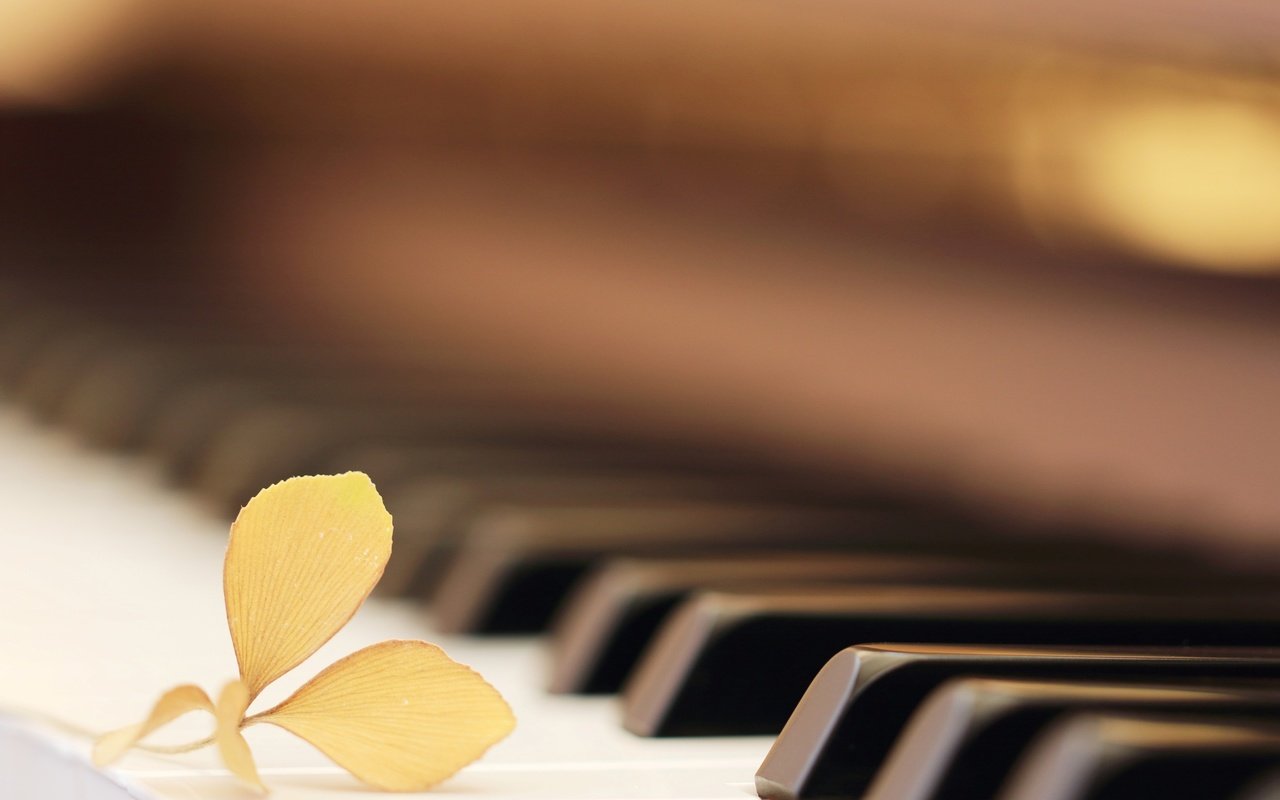 Обои макро, цветок, музыка, пианино, клавиши, macro, flower, music, piano, keys разрешение 2573x1716 Загрузить