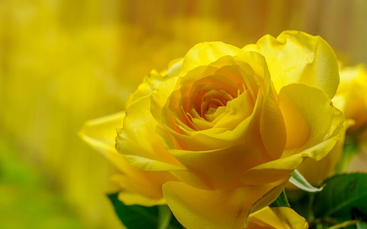 Обои макро, роза, красота, бутон, жёлтая, macro, rose, beauty, bud, yellow разрешение 1920x1275 Загрузить