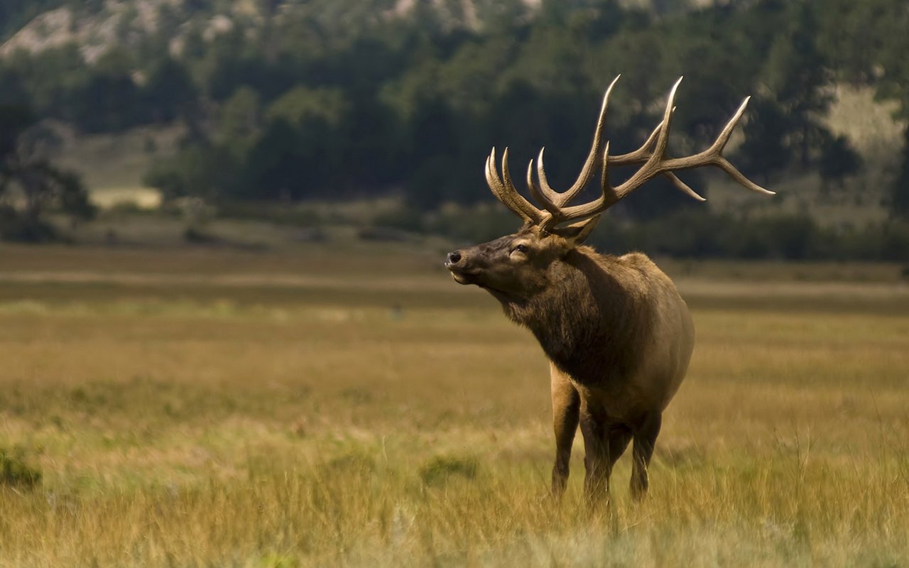 Обои трава, природа, олень, рога, grass, nature, deer, horns разрешение 1920x1200 Загрузить