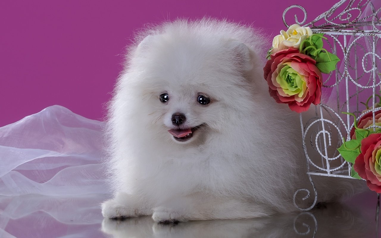 Обои цветы, пушистый, белый, собака, щенок, шпиц, flowers, fluffy, white, dog, puppy, spitz разрешение 2100x1333 Загрузить