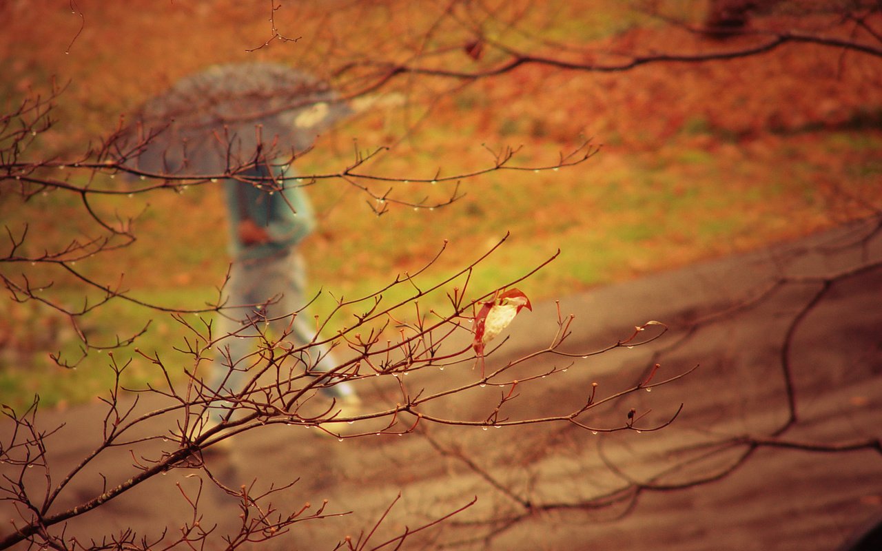 Обои природа, дерево, парк, ветки, осень, человек, дождь, зонт, nature, tree, park, branches, autumn, people, rain, umbrella разрешение 2048x1461 Загрузить