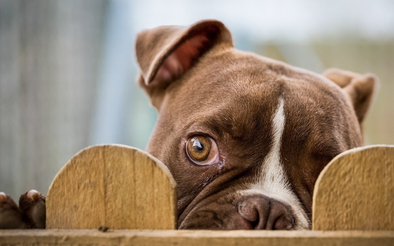 Обои взгляд, забор, глаз, бульдог, cобака, look, the fence, eyes, bulldog, dog разрешение 1920x1080 Загрузить