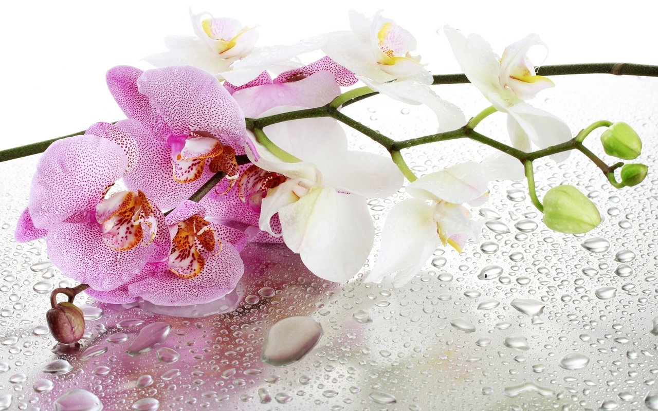 Обои цветы, отражение, капли, орхидеи, flowers, reflection, drops, orchids разрешение 1920x1280 Загрузить