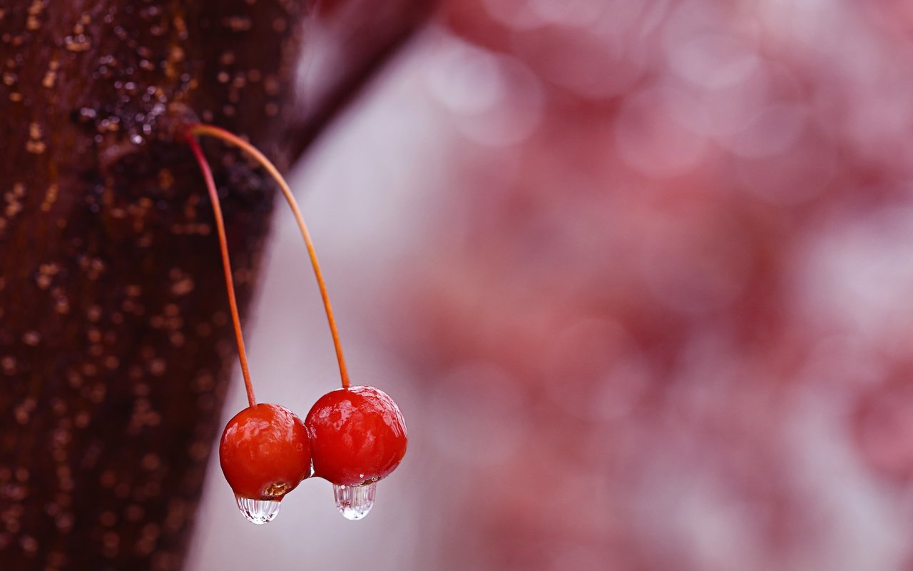 Обои вода, капли, черешня, ягоды, вишня, water, drops, cherry, berries разрешение 2048x1366 Загрузить