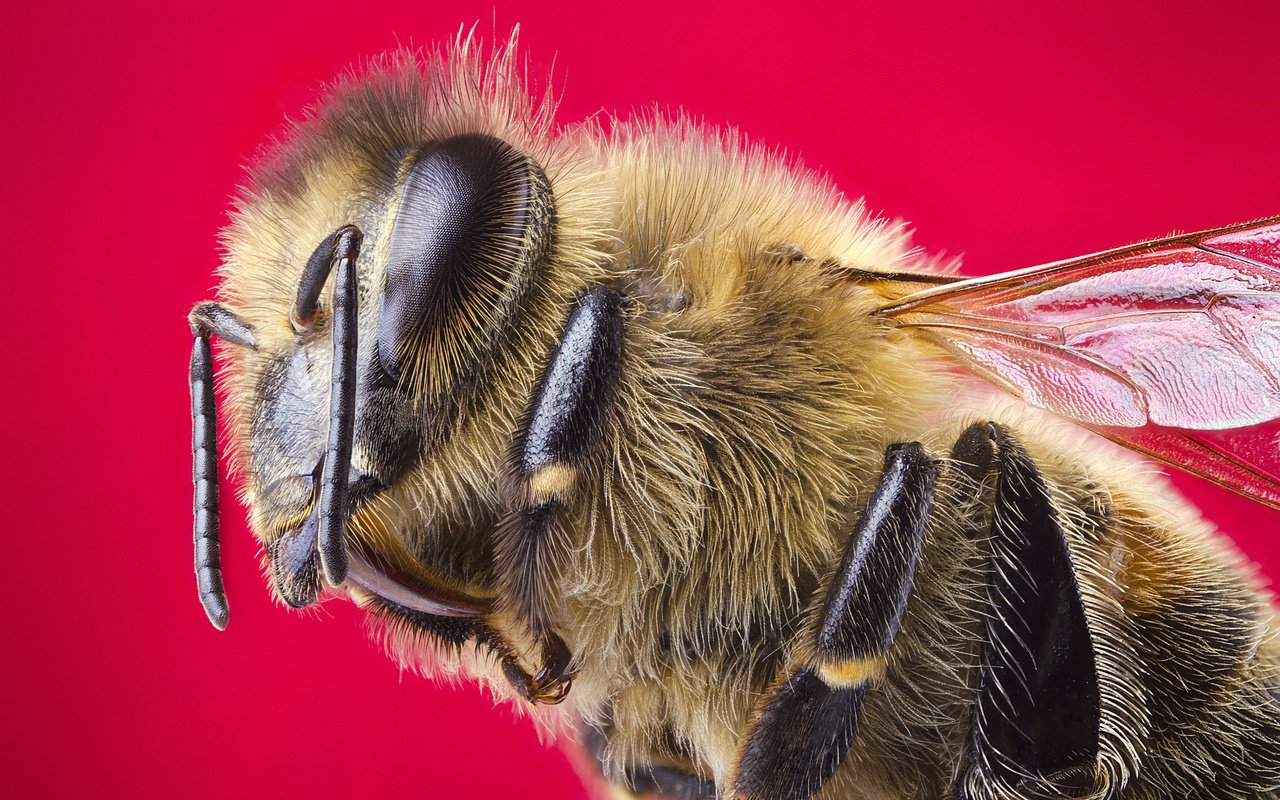 Обои макро, насекомое, крылья, пчела, красный фон, голова, macro, insect, wings, bee, red background, head разрешение 2048x1356 Загрузить