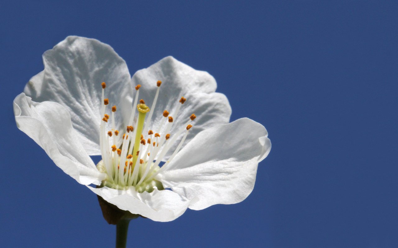 Обои небо, макро, цветок, белый, весна, яблоня, leo.lopez, the sky, macro, flower, white, spring, apple разрешение 2048x1269 Загрузить