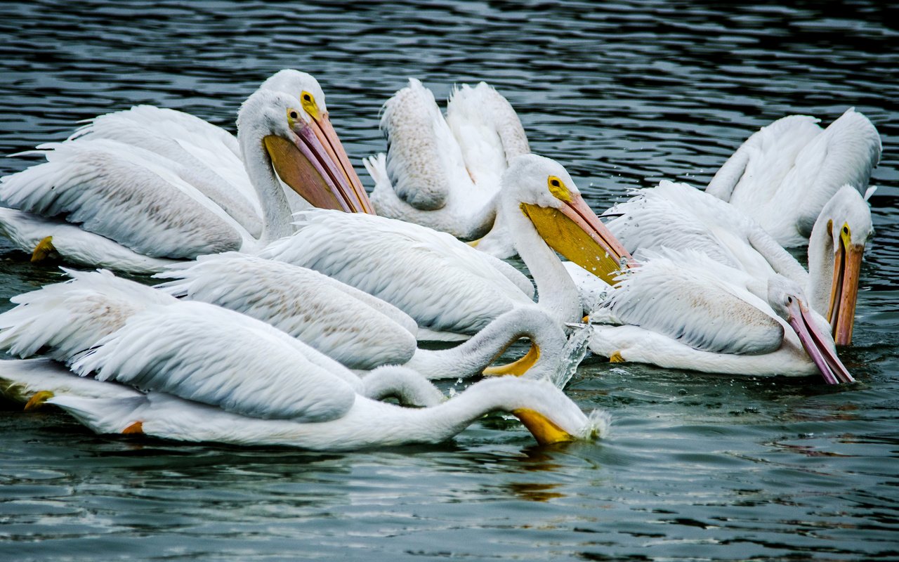 Обои вода, птицы, пеликан, пеликаны, птаха, water, birds, pelican, pelicans, bird разрешение 2950x1900 Загрузить