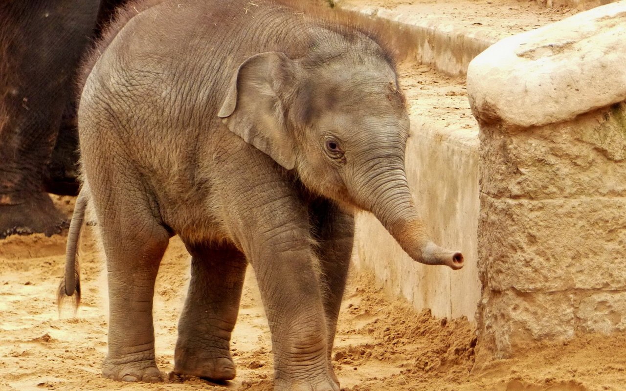Обои слон, хобот, слоненок, elephant, trunk разрешение 1920x1280 Загрузить