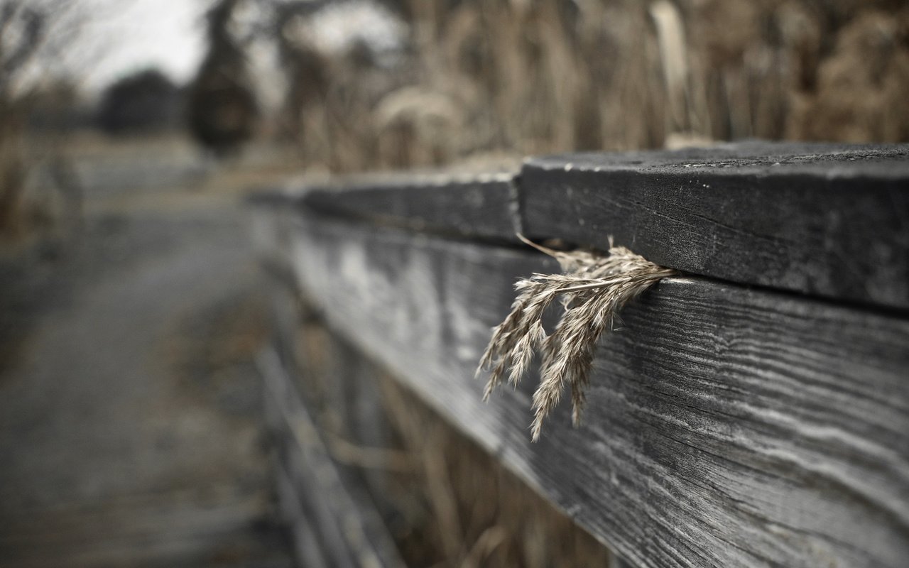 Обои трава, макро, забор, сухая, деревянный, grass, macro, the fence, dry, wooden разрешение 2560x1600 Загрузить