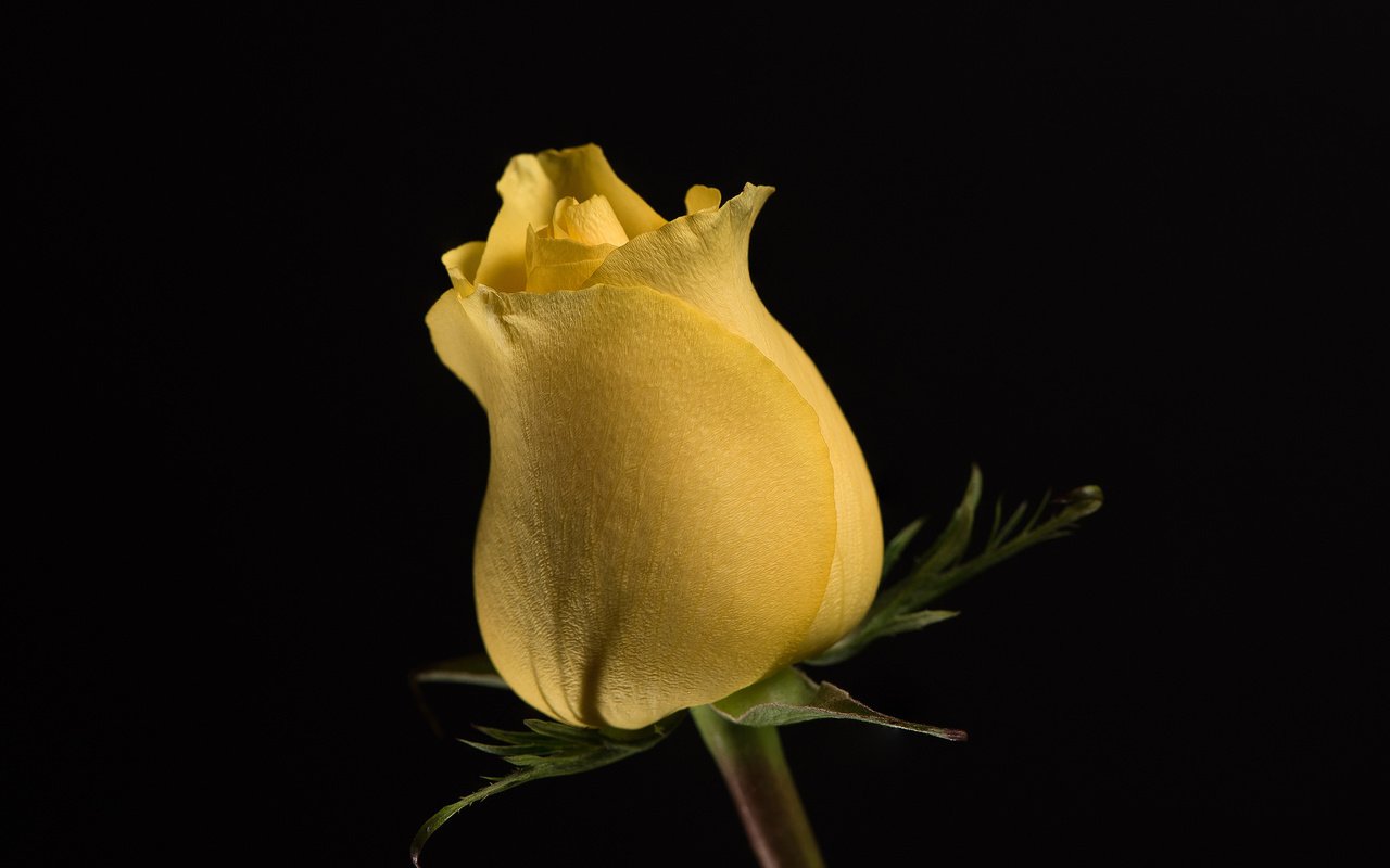 Обои цветок, роза, бутон, жёлтая, цветком, flower, rose, bud, yellow разрешение 2048x1369 Загрузить