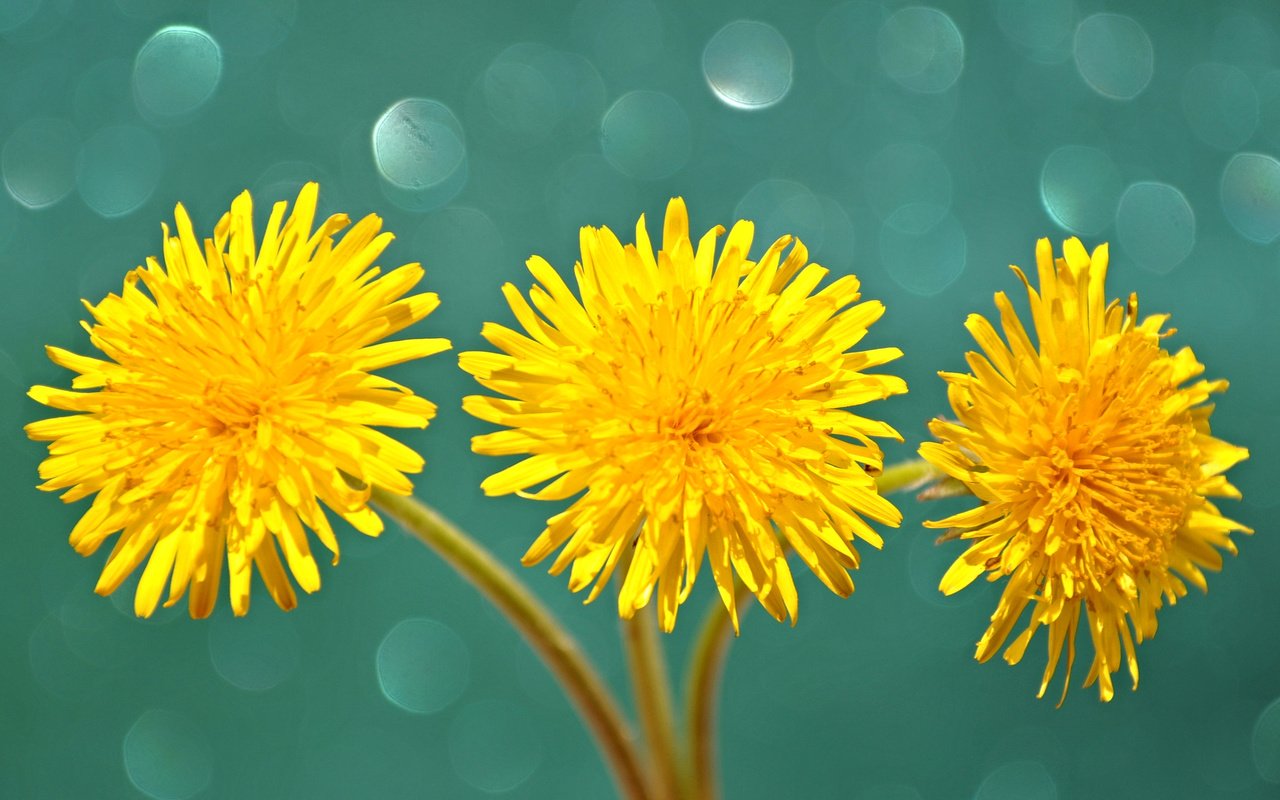 Обои цветы, макро, лепестки, одуванчики, стебель, желтые, flowers, macro, petals, dandelions, stem, yellow разрешение 2048x1374 Загрузить