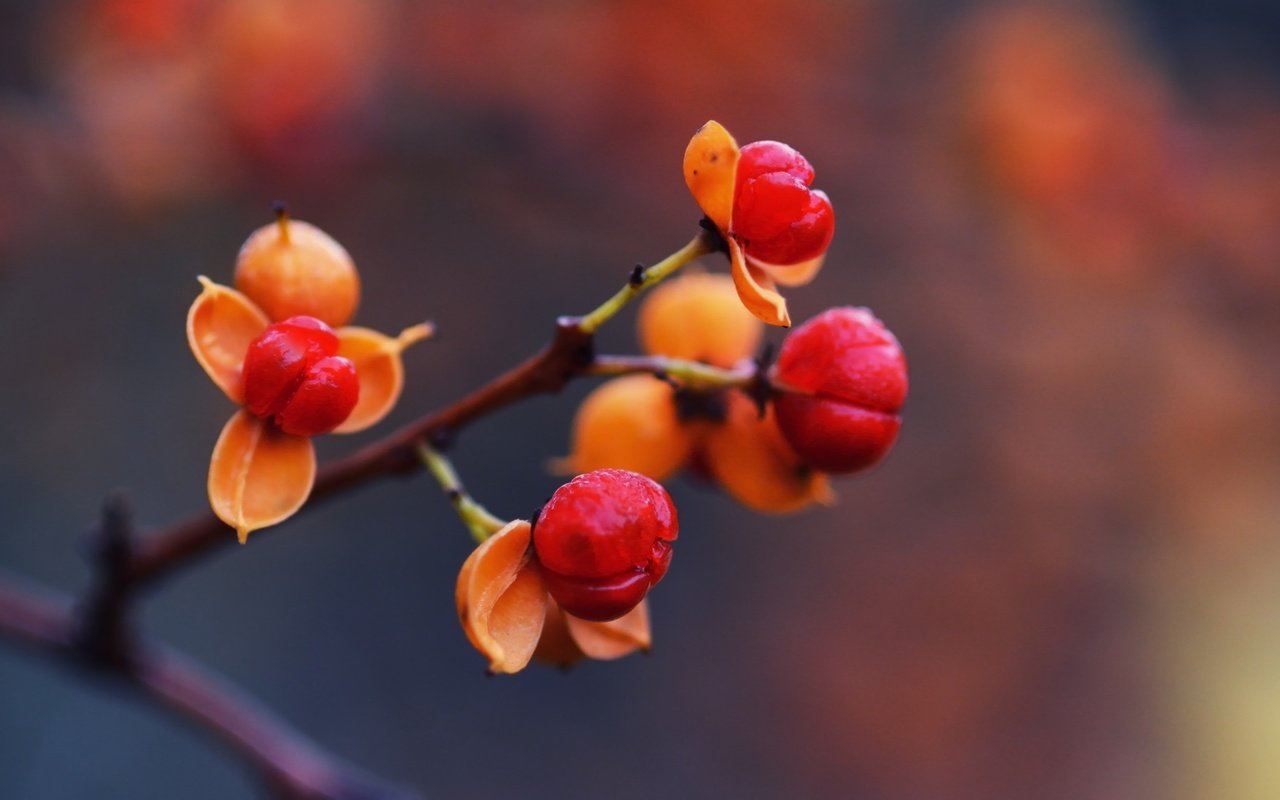 Обои ветка, природа, макро, осень, шиповник, ягоды, rose hip, branch, nature, macro, autumn, briar, berries разрешение 2048x1152 Загрузить