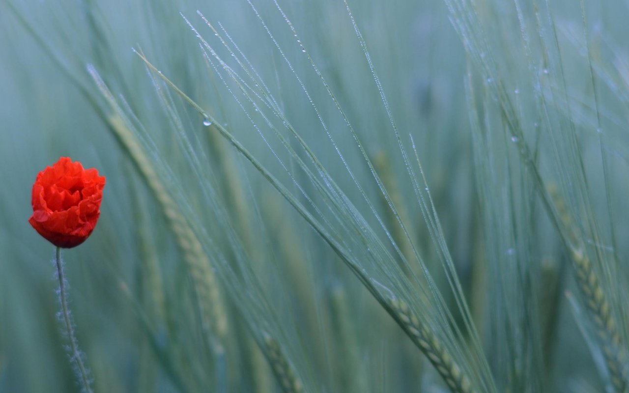 Обои природа, поле, мак, пшеница, nature, field, mac, wheat разрешение 2048x1152 Загрузить